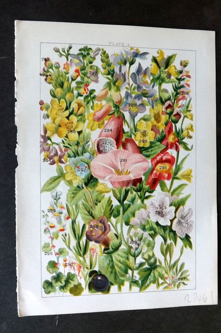 Gordon C1900 Jacob's Ladder Bindweed, Henbane, Nightshade, Figowrt, Foxglove 18: Antique Chromolithograph Published C1900, London for the "Our Country's" Series by W. J. Gordon. Paper Size: 7.5 x 5 inch (19 x 13cm). Good Condition.