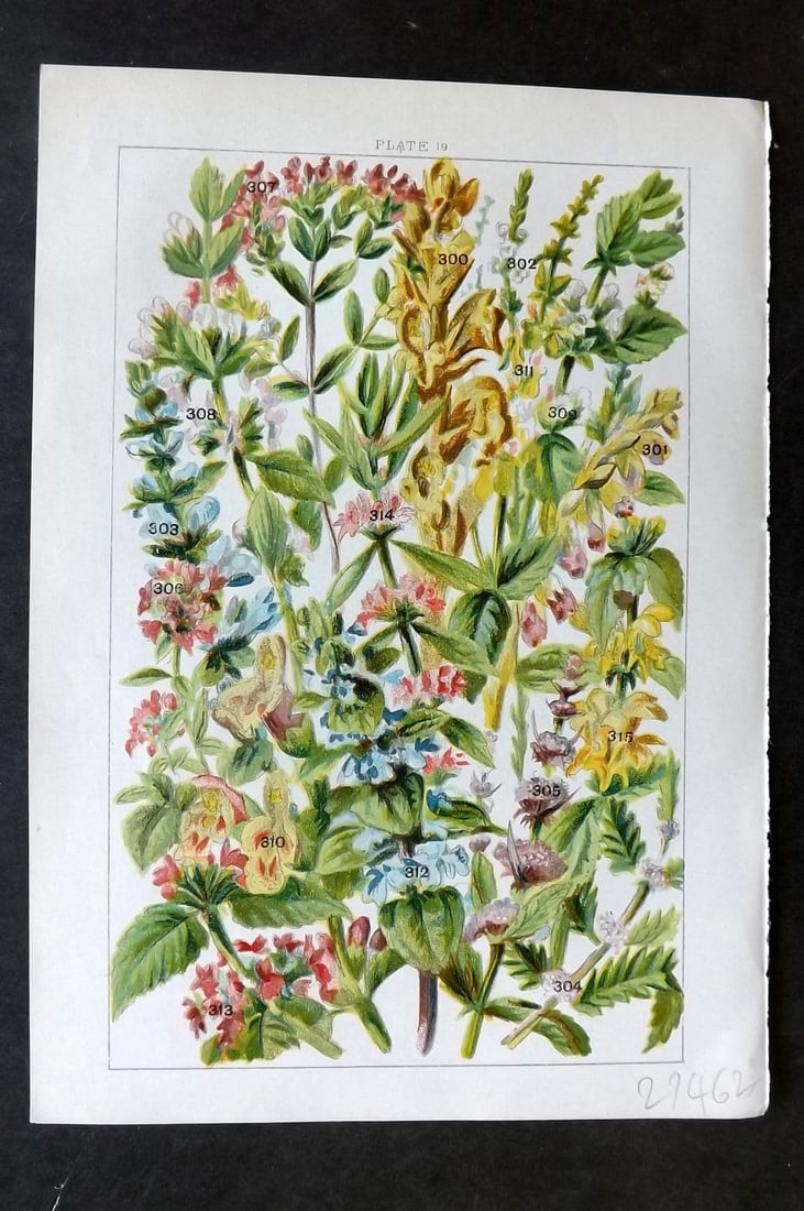 Gordon C1900 Hemp Nettle, Woundwort, Ground Ivy, Skull Cap, Forget me not 20: Antique Chromolithograph Published C1900, London for the "Our Country's" Series by W. J. Gordon. Paper Size: 7.5 x 5 inch (19 x 13cm). Good Condition.