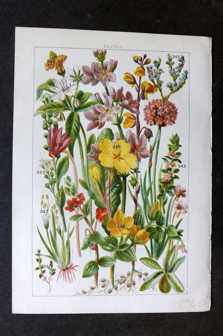 Gordon C1900 Print. Butterwort, Primrose, Violet, Milwort, Thrift 21: Antique Chromolithograph Published C1900, London for the "Our Country's" Series by W. J. Gordon. Paper Size: 7.5 x 5 inch (19 x 13cm). Good Condition.