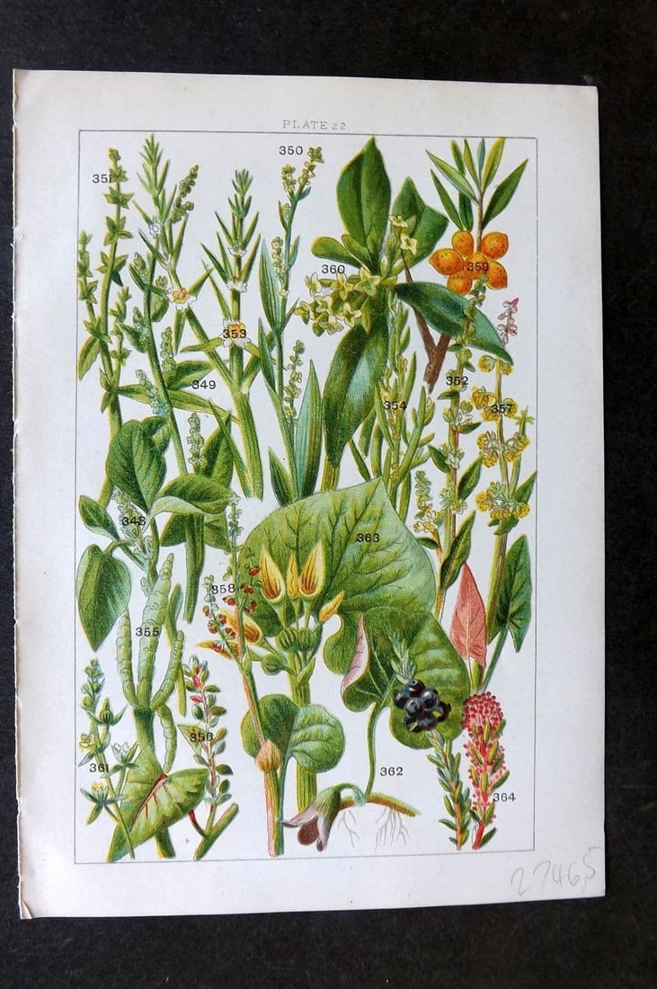 Gordon C1900 Print. Amaranth Shrubby Sea Purslane, Orache, Sea Blite, Sorrel 22: Antique Chromolithograph Published C1900, London for the "Our Country's" Series by W. J. Gordon. Paper Size: 7.5 x 5 inch (19 x 13cm). Good Condition.