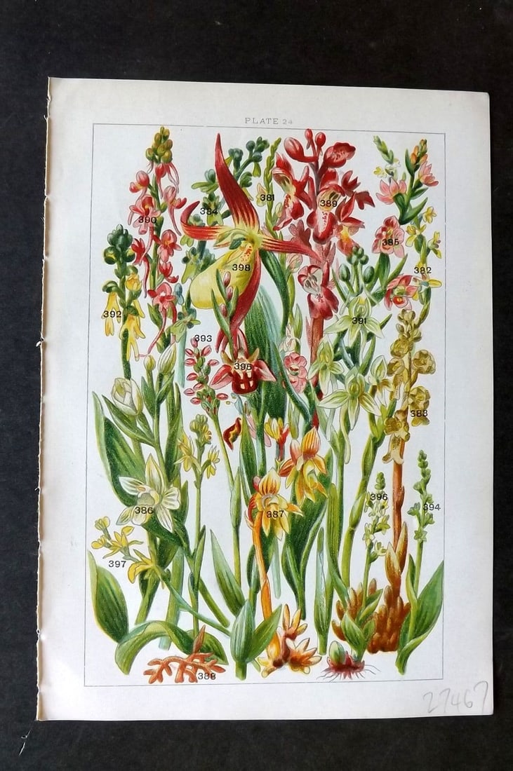 Gordon C1900 Goodyera, Bird's Nest, Helleborine, Coral Root, Purple Orchids 24 (1 of 1)