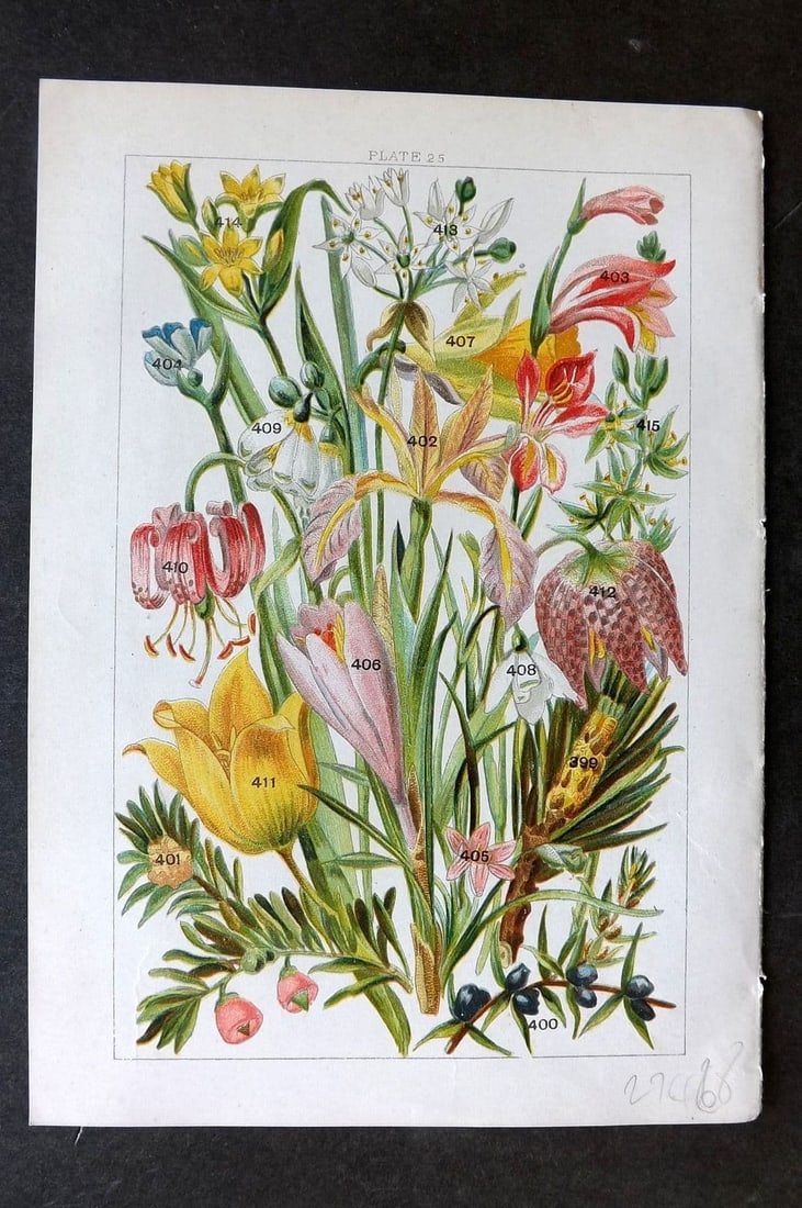 Gordon C1900 Scotch Fir, Juniper, Yew, Gladioulus, Crocus, Daffodil, Tulip 25 (1 of 1)