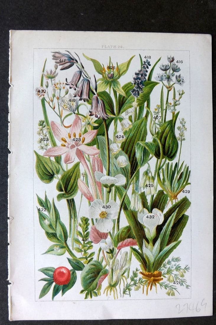Gordon C1900 Print. Squill, Hyacinth, Asparagus, Saffron, Thyme, Herb Paris 26: Antique Chromolithograph Published C1900, London for the "Our Country's" Series by W. J. Gordon. Paper Size: 7.5 x 5 inch (19 x 13cm). Good Condition.