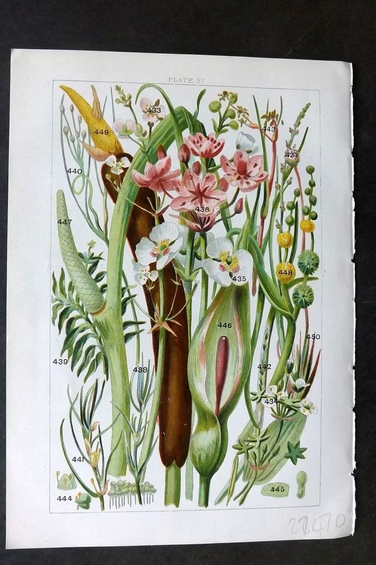 Gordon C1900 Water Plantain, Star Fruit, Arrow Head, Pond Weed, Pipe wort 27: Antique Chromolithograph Published C1900, London for the "Our Country's" Series by W. J. Gordon. Paper Size: 7.5 x 5 inch (19 x 13cm). Good Condition.