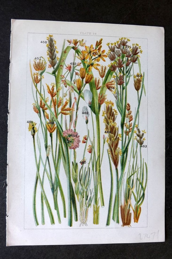 Gordon C1900 Print. Rushes, Cotton Grass, Sedge 28: Antique Chromolithograph Published C1900, London for the "Our Country's" Series by W. J. Gordon. Paper Size: 7.5 x 5 inch (19 x 13cm). Good Condition.