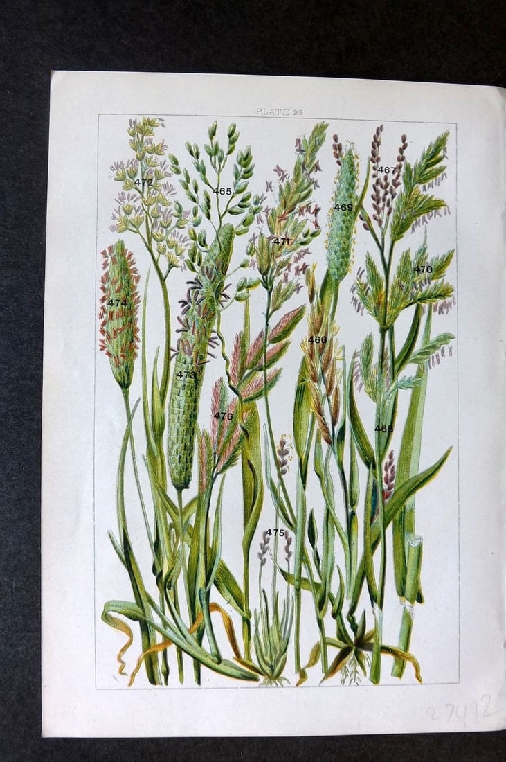 Gordon C1900 Print. Grasses 29: Antique Chromolithograph Published C1900, London for the "Our Country's" Series by W. J. Gordon. Paper Size: 7.5 x 5 inch (19 x 13cm). Good Condition.