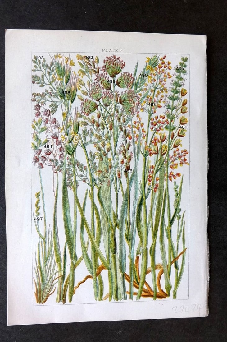 Gordon C1900 Print. Grasses 31: Antique Chromolithograph Published C1900, London for the "Our Country's" Series by W. J. Gordon. Paper Size: 7.5 x 5 inch (19 x 13cm). Good Condition.