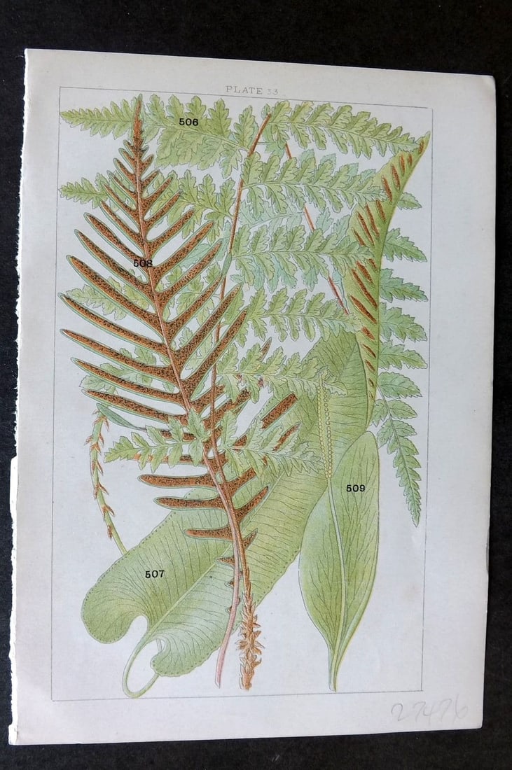 Gordon C1900 Print. Ferns 33: Antique Chromolithograph Published C1900, London for the "Our Country's" Series by W. J. Gordon. Paper Size: 7.5 x 5 inch (19 x 13cm). Good Condition.