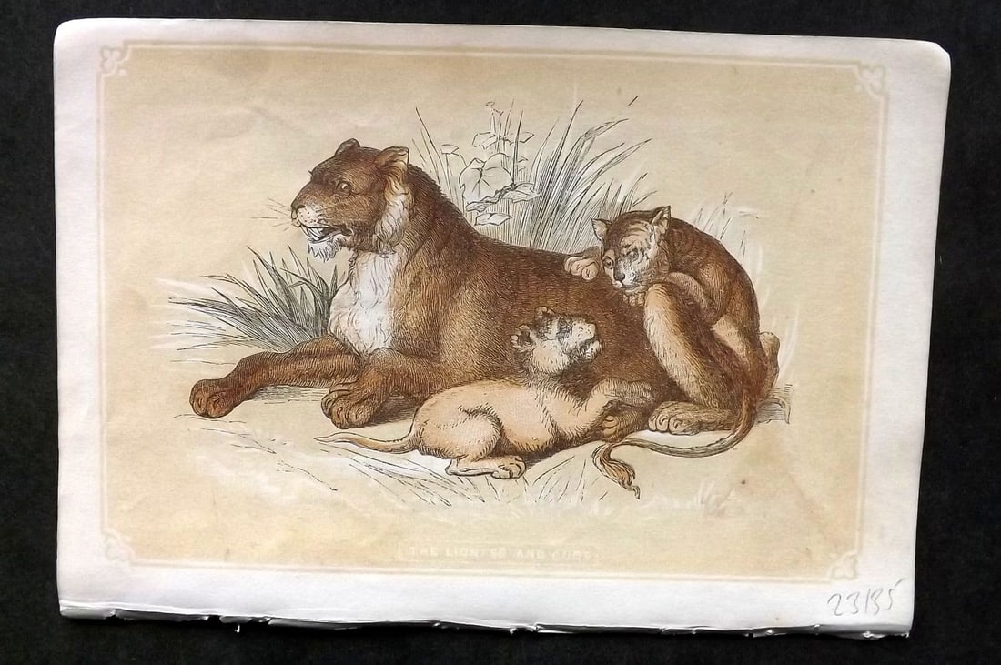 Bicknell C1855 Antique Print. Lioness and Cubs (1 of 1)