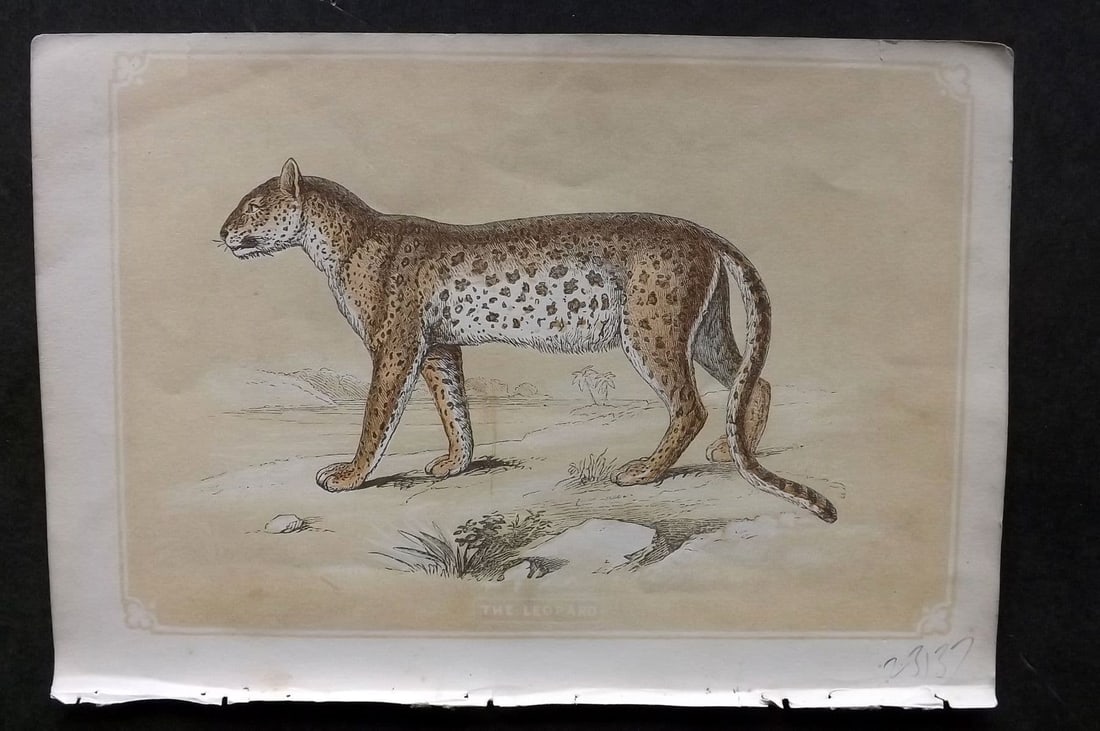 Bicknell C1855 Antique Print. Leopard (1 of 1)