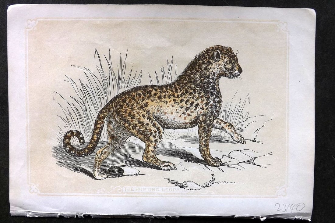Bicknell C1855 Antique Print. Hunting Leopard: Antique Woodblock Published 1851-60 by John Tallis, London for "The Natural History of The Sacred Scriptures, and Guide to General Zoology" by W. I. Bicknell. Paper Size: 6.5 x 5 inch (16.5 x 14cm). G