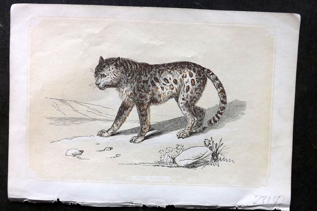 Bicknell C1855 Antique Print. Ounce (1 of 1)