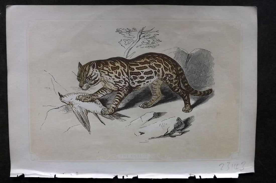 Bicknell C1855 Antique Print. Ocelot (1 of 1)
