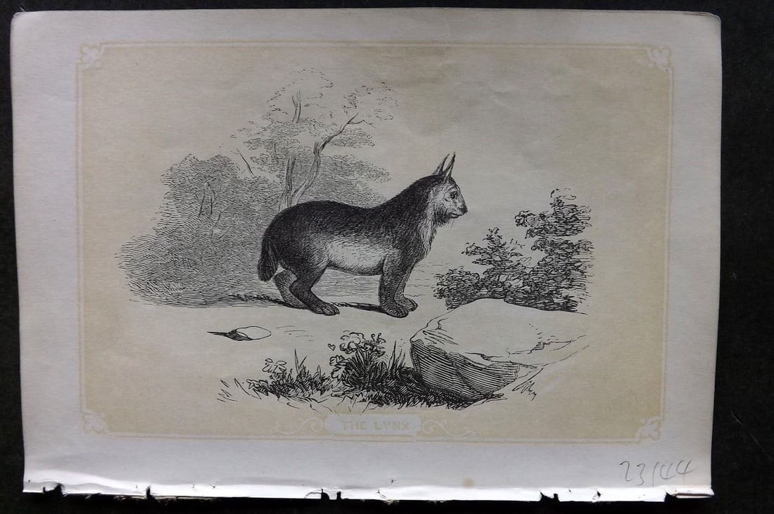 Bicknell C1855 Antique Print. Lynx (1 of 1)