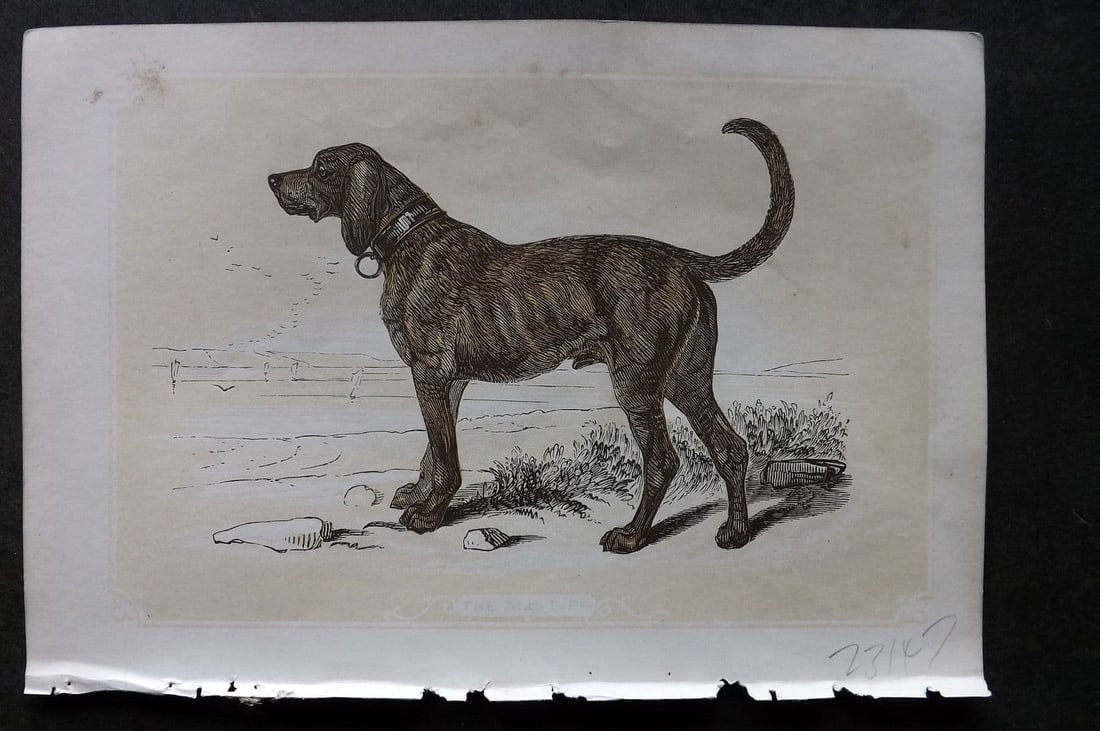 Bicknell C1855 Antique Print. Mastiff Dog (1 of 1)