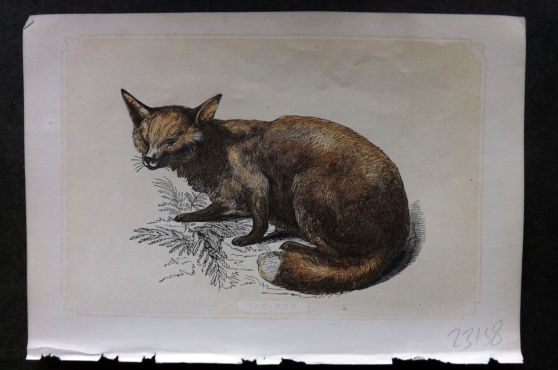 Bicknell C1855 Antique Print. Fox (1 of 1)