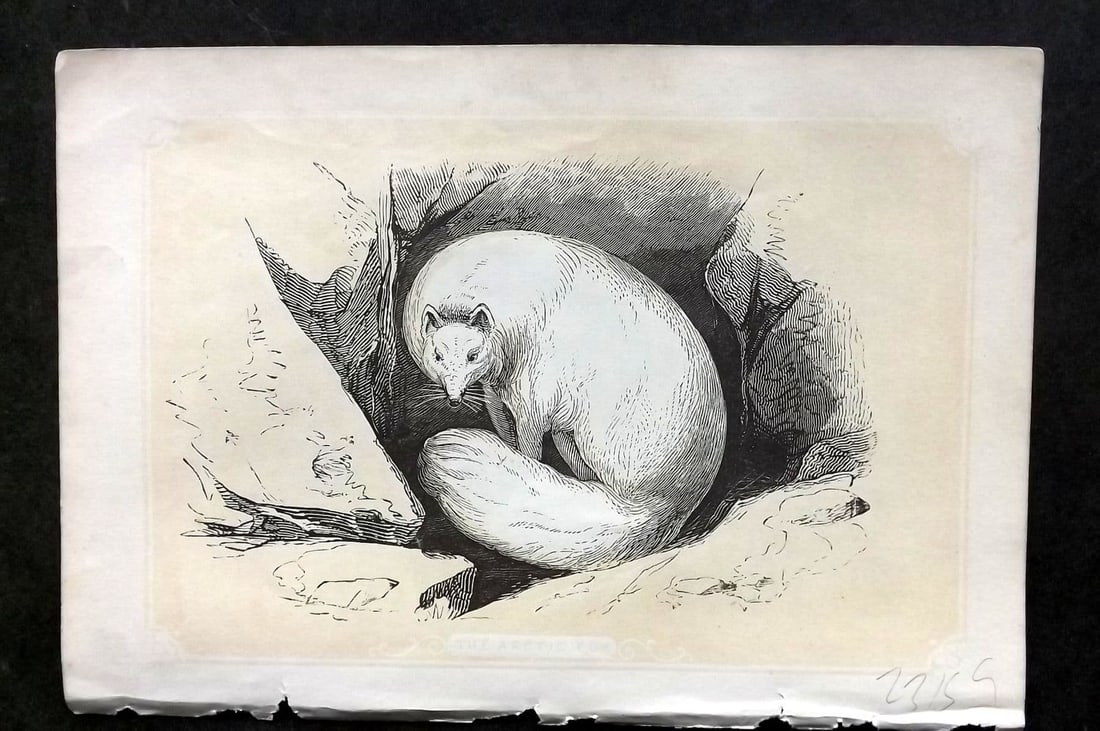 Bicknell C1855 Antique Print. Arctic Fox: Antique Woodblock Published 1851-60 by John Tallis, London for "The Natural History of The Sacred Scriptures, and Guide to General Zoology" by W. I. Bicknell. Paper Size: 6.5 x 5 inch (16.5 x 14cm). G
