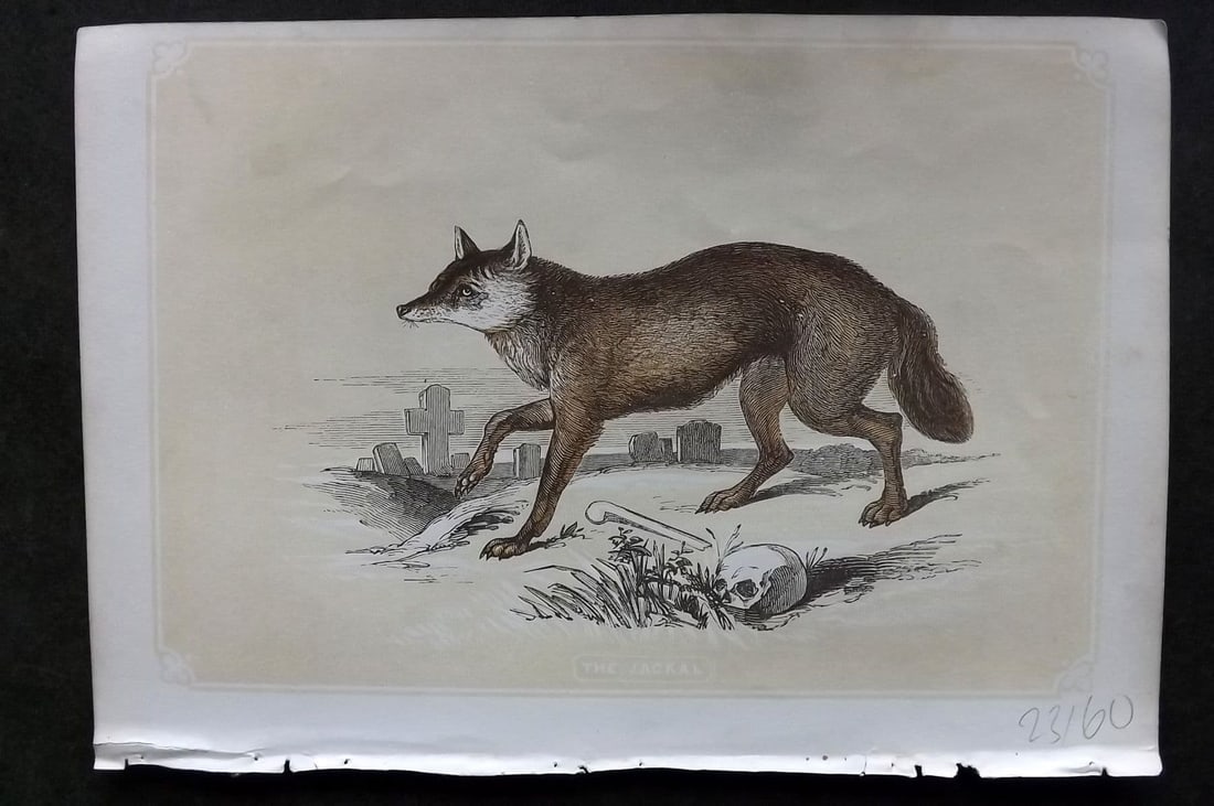 Bicknell C1855 Antique Print. Jackal (1 of 1)