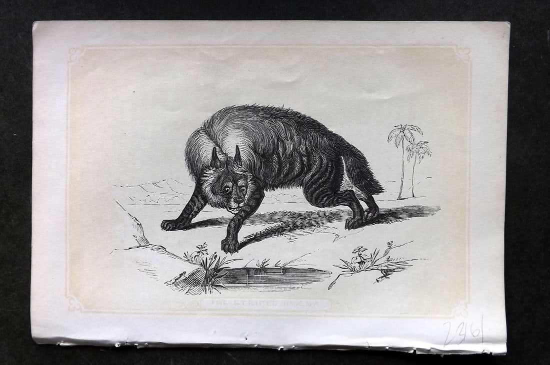 Bicknell C1855 Antique Print. Striped Hyena: Antique Woodblock Published 1851-60 by John Tallis, London for "The Natural History of The Sacred Scriptures, and Guide to General Zoology" by W. I. Bicknell. Paper Size: 6.5 x 5 inch (16.5 x 14cm). G