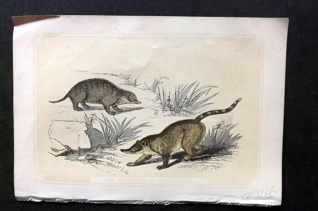 Bicknell C1855 Antique Print. Suricate & Coati-Mondi (1 of 1)
