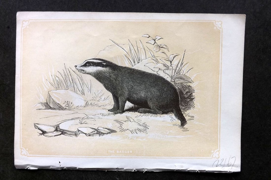 Bicknell C1855 Antique Print. Badger: Antique Woodblock Published 1851-60 by John Tallis, London for "The Natural History of The Sacred Scriptures, and Guide to General Zoology" by W. I. Bicknell. Paper Size: 6.5 x 5 inch (16.5 x 14cm). G