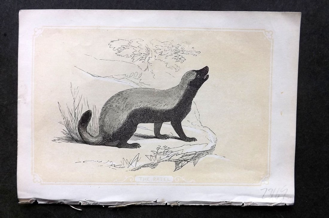 Bicknell C1855 Antique Print. Ratel (1 of 1)