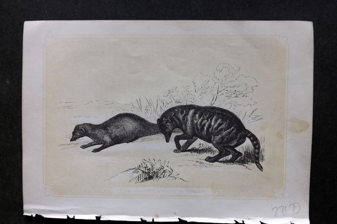 Bicknell C1855 Antique Print. Ichneumon & Civet (1 of 1)