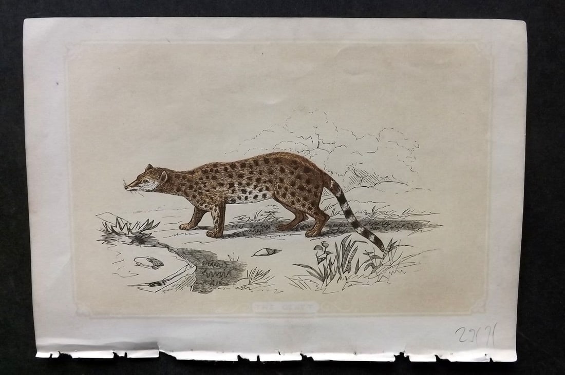 Bicknell C1855 Antique Print. Genet: Antique Woodblock Published 1851-60 by John Tallis, London for "The Natural History of The Sacred Scriptures, and Guide to General Zoology" by W. I. Bicknell. Paper Size: 6.5 x 5 inch (16.5 x 14cm). G