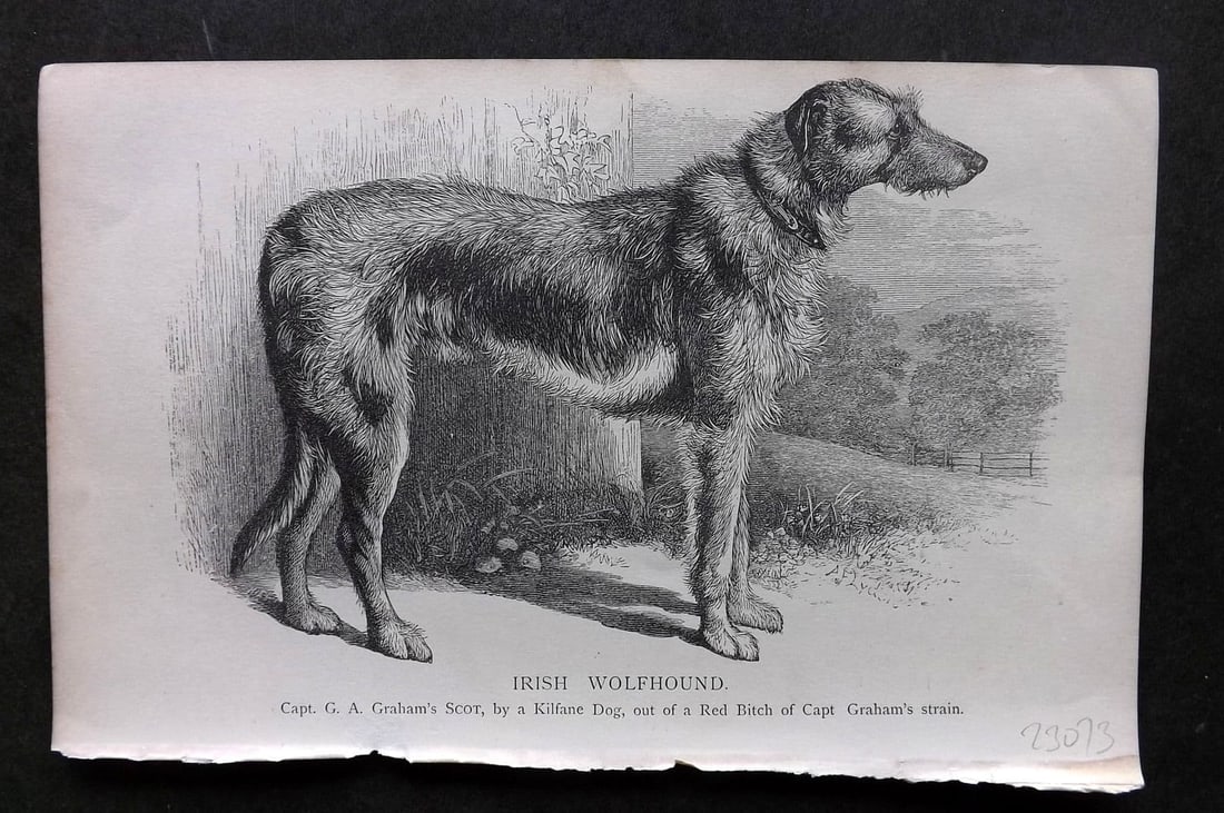 Dalziel 1880s Antique Dog Print. Irish Wolfhound 01: Antique Wood Engraving Published 1888-89, London for "British Dogs. " by Hugh Dalziel. Reverse side blank. Paper Size: 8 x 5 inch (21 x 13cm) Very minor toning.