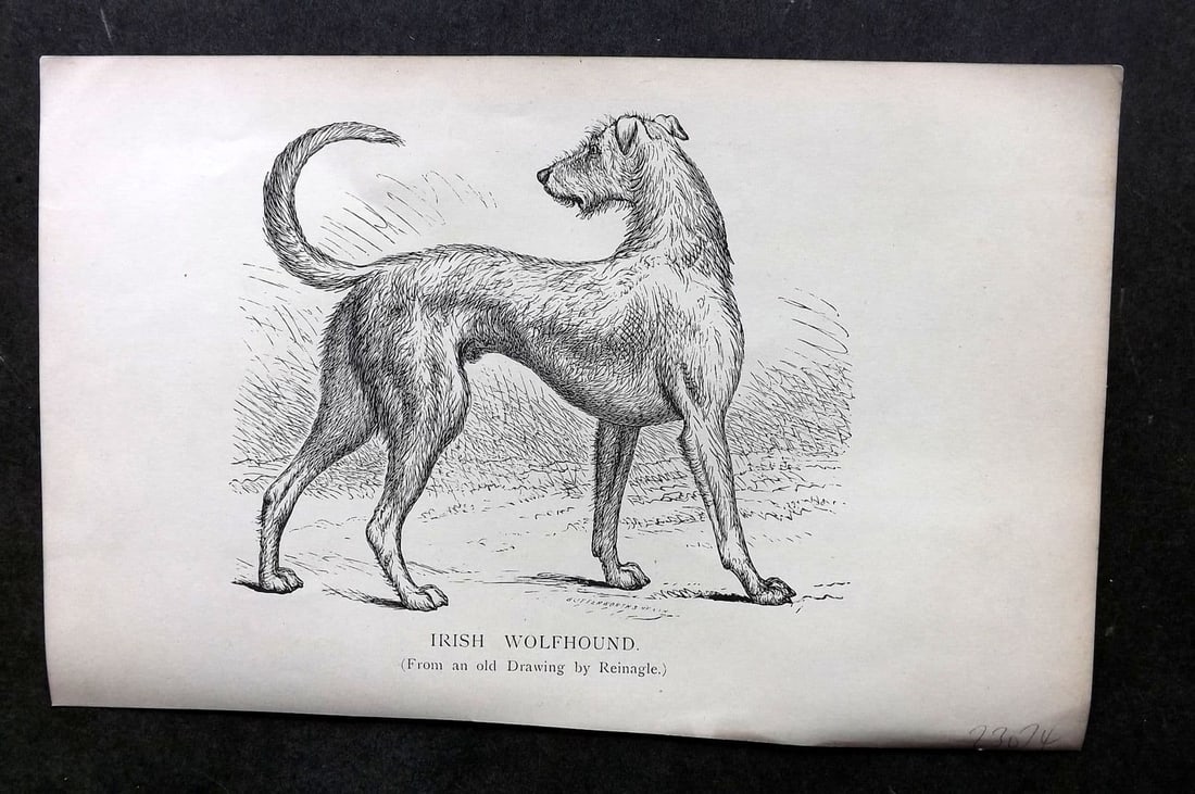 Dalziel 1880s Antique Dog Print. Irish Wolfhound 02: Antique Wood Engraving Published 1888-89, London for "British Dogs. " by Hugh Dalziel. Reverse side blank. Paper Size: 8 x 5 inch (21 x 13cm) Very minor toning.