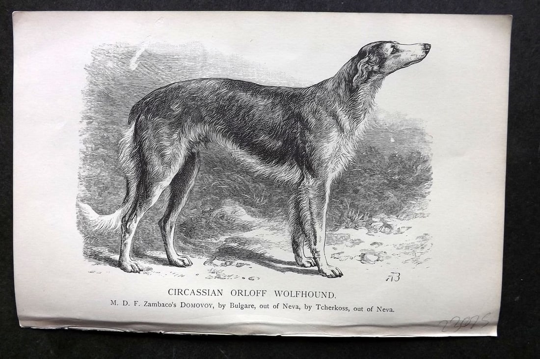 Dalziel 1880s Antique Dog Print. Circassion Orloff Wolfhound 03 (1 of 1)