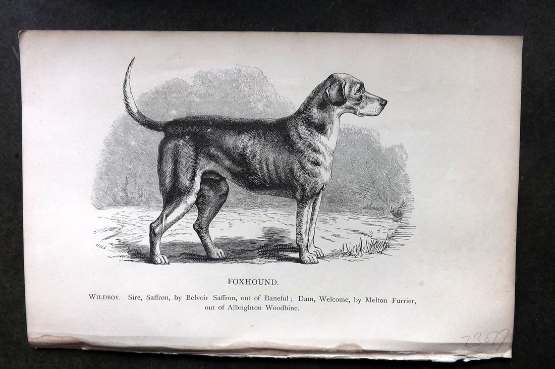 Dalziel 1880s Antique Dog Print. Foxhound 06: Antique Wood Engraving Published 1888-89, London for "British Dogs. " by Hugh Dalziel. Reverse side blank. Paper Size: 8 x 5 inch (21 x 13cm). Very minor toning.