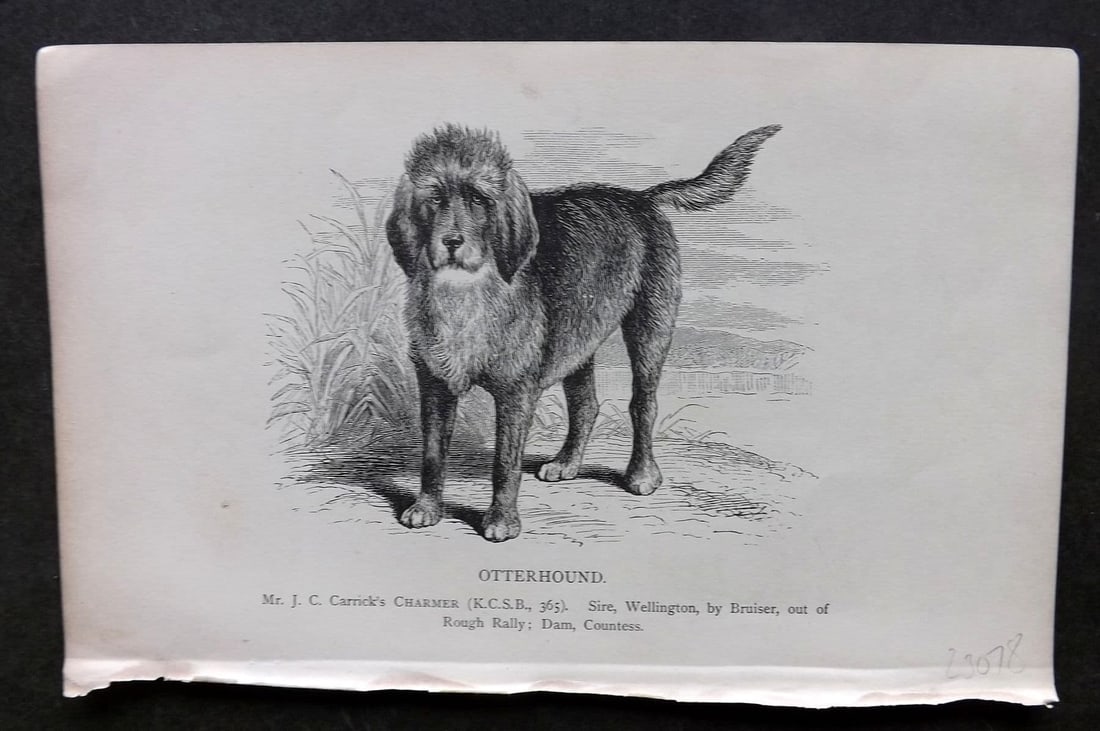 Dalziel 1880s Antique Dog Print. Otterhound 07: Antique Wood Engraving Published 1888-89, London for "British Dogs. " by Hugh Dalziel. Reverse side blank. Paper Size: 8 x 5 inch (21 x 13cm). Very minor toning.