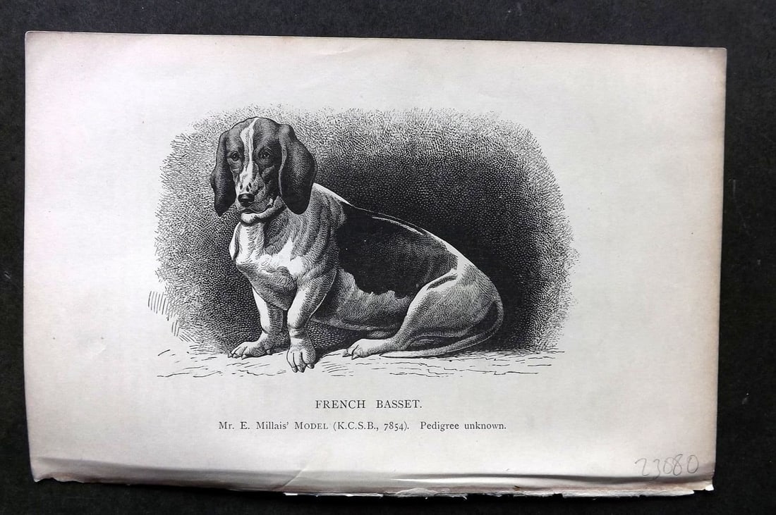 Dalziel 1880s Antique Dog Print. French Basset 09: Antique Wood Engraving Published 1888-89, London for "British Dogs. " by Hugh Dalziel. Reverse side blank. Paper Size: 8 x 5 inch (21 x 13cm). Very minor toning.
