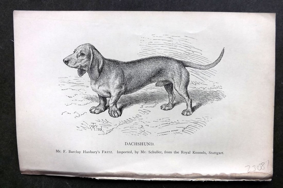 Dalziel 1880s Antique Dog Print. Dachshund 10: Antique Wood Engraving Published 1888-89, London for "British Dogs. " by Hugh Dalziel. Reverse side blank. Paper Size: 8 x 5 inch (21 x 13cm). Very minor toning.