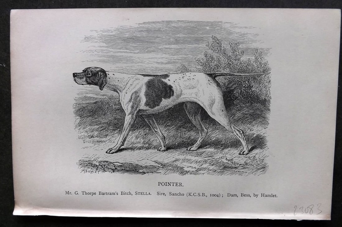 Dalziel 1880s Antique Dog Print. Pointer 12 (1 of 1)