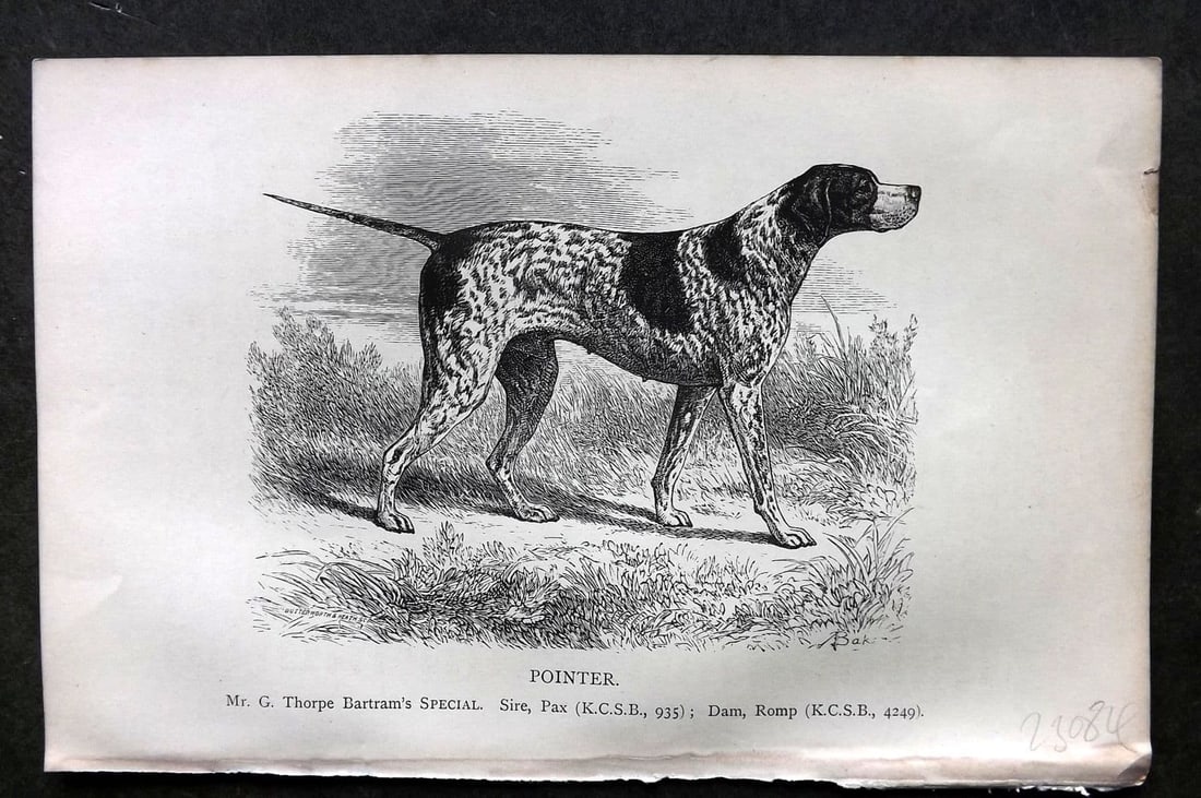 Dalziel 1880s Antique Dog Print. Pointer 13: Antique Wood Engraving Published 1888-89, London for "British Dogs. " by Hugh Dalziel. Reverse side blank. Paper Size: 8 x 5 inch (21 x 13cm). Very minor toning.