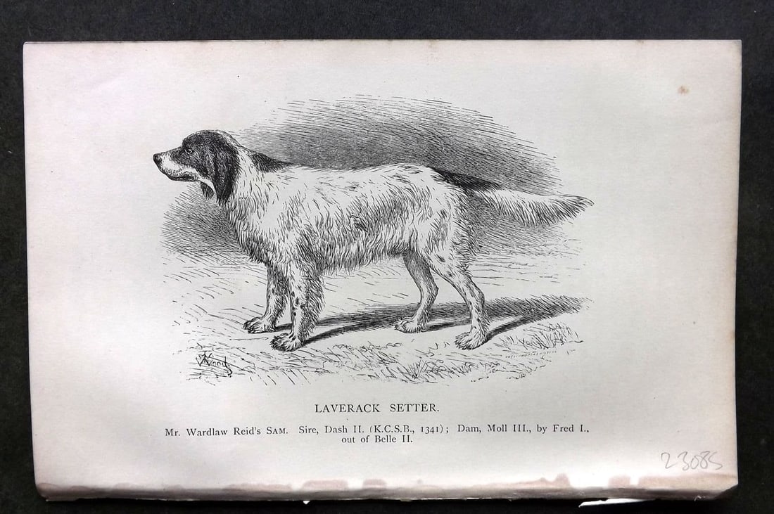 Dalziel 1880s Antique Dog Print. Laverack Setter 14: Antique Wood Engraving Published 1888-89, London for "British Dogs. " by Hugh Dalziel. Reverse side blank. Paper Size: 8 x 5 inch (21 x 13cm). Very minor toning.