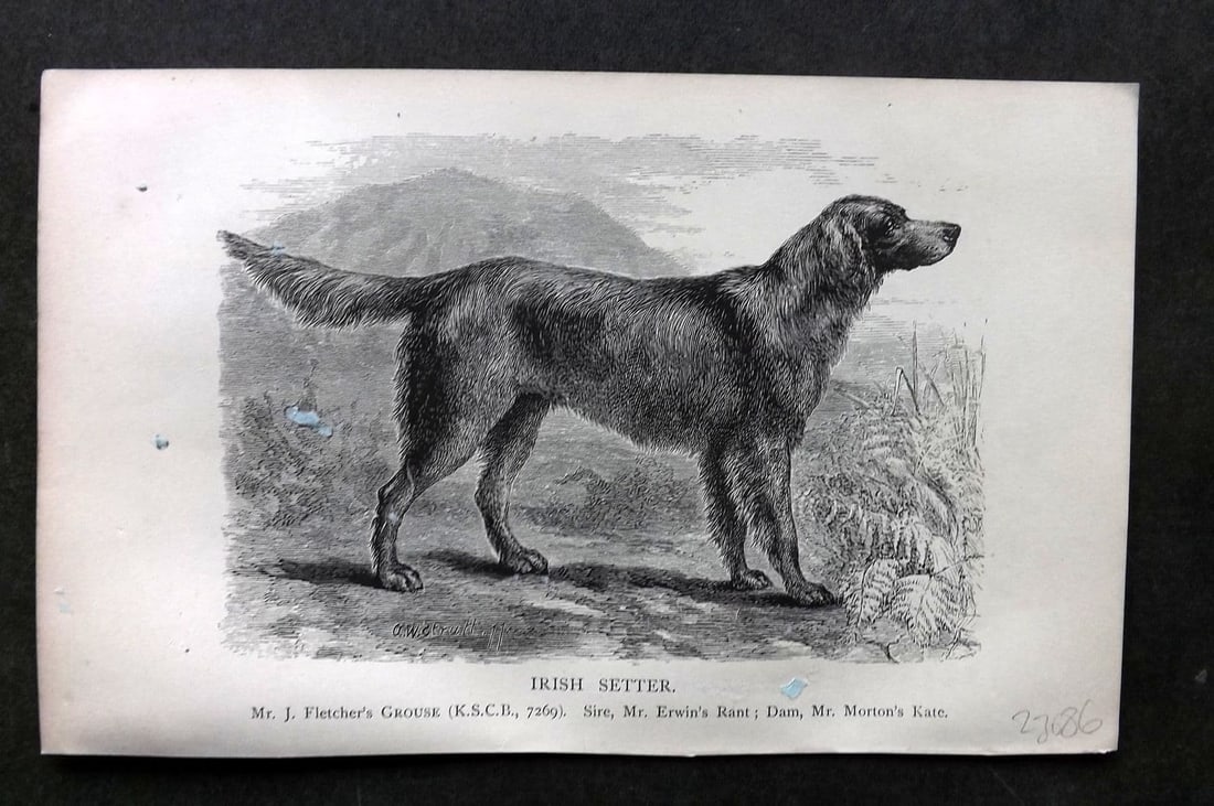 Dalziel 1880s Antique Dog Print. Irish Setter 15: Antique Wood Engraving Published 1888-89, London for "British Dogs. " by Hugh Dalziel. Reverse side blank. Paper Size: 8 x 5 inch (21 x 13cm) Some surface paper residue, slightly affecting image. Very