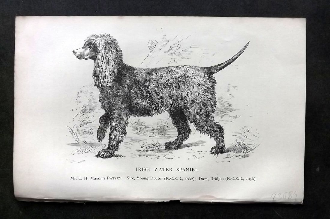 Dalziel 1880s Antique Dog Print. Irish Water Spaniel 18: Antique Wood Engraving Published 1888-89, London for "British Dogs. " by Hugh Dalziel. Reverse side blank. Paper Size: 8 x 5 inch (21 x 13cm). Very minor toning.