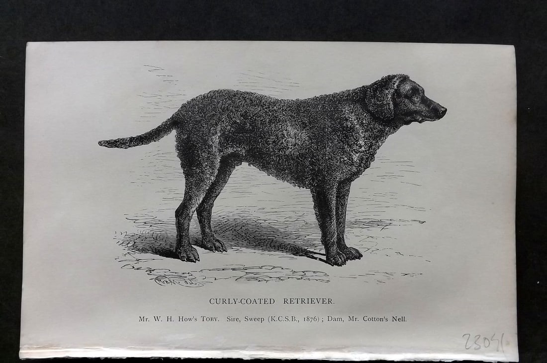 Dalziel 1880s Antique Dog Print. Curly Coated Retriever 20: Antique Wood Engraving Published 1888-89, London for "British Dogs. " by Hugh Dalziel. Reverse side blank. Paper Size: 8 x 5 inch (21 x 13cm). Very minor toning.