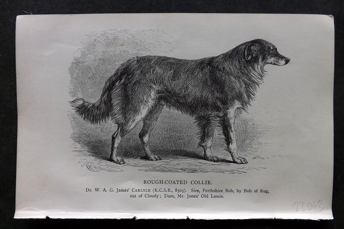 Dalziel 1880s Antique Dog Print. Rough Coated Collie 22: Antique Wood Engraving Published 1888-89, London for "British Dogs. " by Hugh Dalziel. Reverse side blank. Paper Size: 8 x 5 inch (21 x 13cm). Very minor toning.