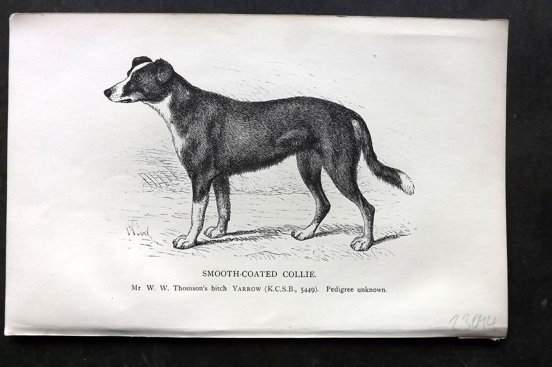 Dalziel 1880s Antique Dog Print. Smooth Coated Collie 23: Antique Wood Engraving Published 1888-89, London for "British Dogs. " by Hugh Dalziel. Reverse side blank. Paper Size: 8 x 5 inch (21 x 13cm). Very minor toning.