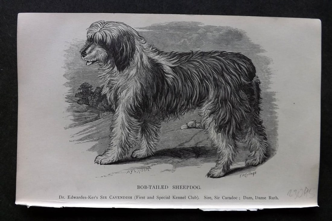 Dalziel 1880s Antique Dog Print. Bob Tailed Sheepdog 24 (1 of 1)