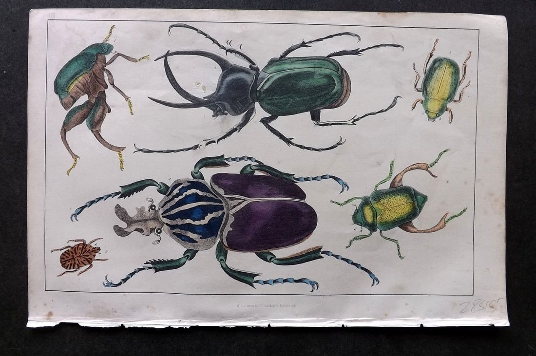 Goldsmith C1850 Hand Col Print. Kangaroo & Goliath Beetle etc 03: Antique Etching/Engraving Published C1850 by A. Fullarton & Co., London for "A History of the Earth and Animated Nature" by Oliver Goldsmith. Fine hand colour as issued. Paper Size: 10 x 6 inch (25 x 