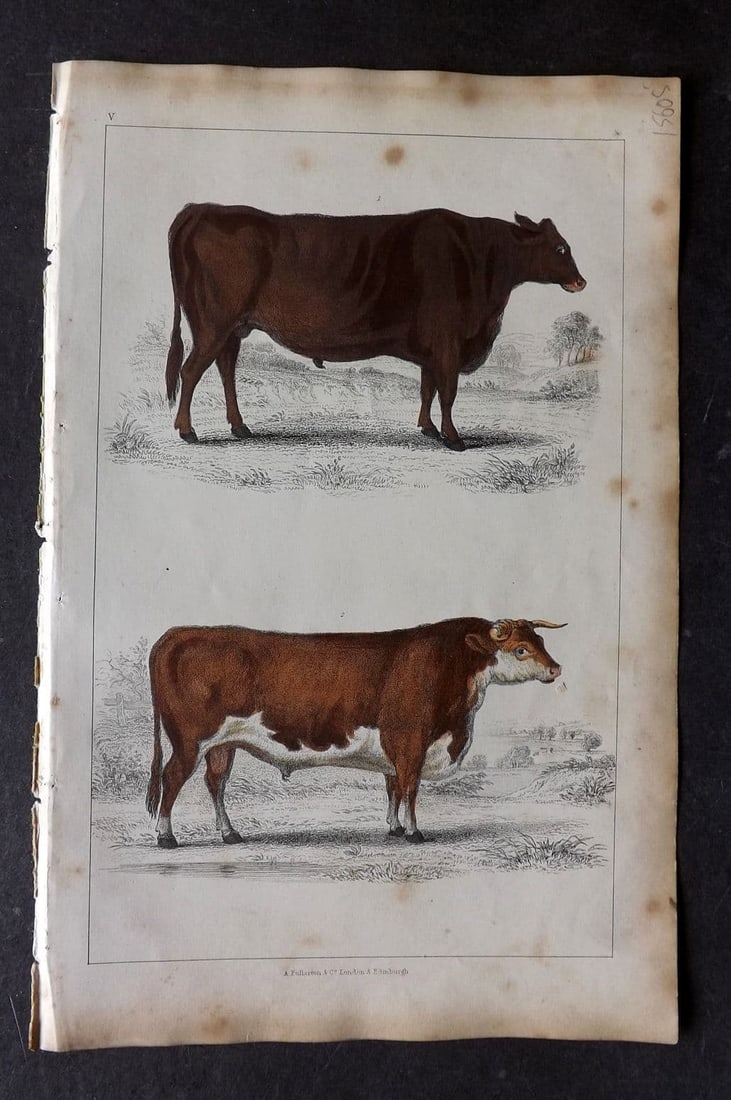 Goldsmith 1851 Hand Col Print. Suffolk Ox. Herefordshire Bull 05: Antique Etching/Engraving Published 1851 by A. Fullarton & Co. , London for "A History of the Earth and Animated Nature" by Oliver Goldsmith. Fine hand colour as issued. Paper Size: 10 x 6 inch (25 x 