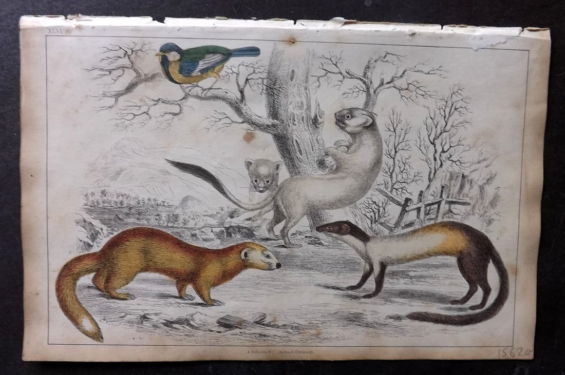 Goldsmith 1851 Hand Col Print. Ermine, Weasel, Java Ferret 46: Antique Etching/Engraving Published 1851 by A. Fullarton & Co. , London for "A History of the Earth and Animated Nature" by Oliver Goldsmith. Fine hand colour as issued. Paper Size: 10 x 6 inch (25 x 