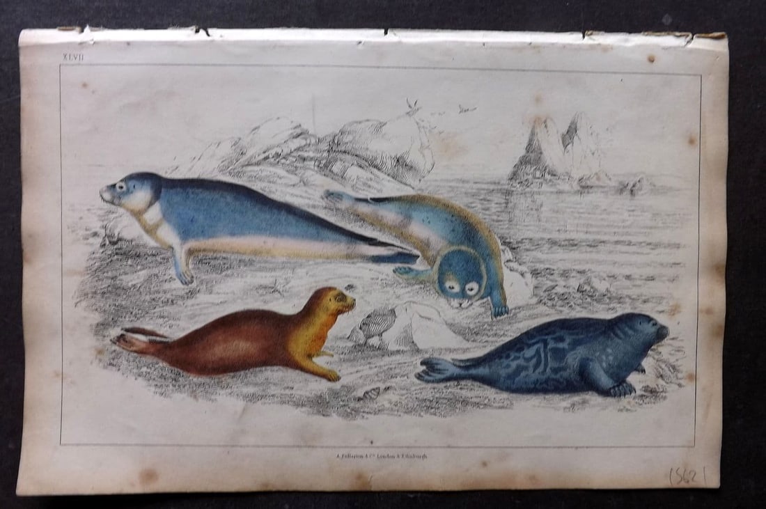 Goldsmith 1851 Hand Col Print. Common Seal. Fetid Seal 47: Antique Etching/Engraving Published 1851 by A. Fullarton & Co. , London for "A History of the Earth and Animated Nature" by Oliver Goldsmith. Fine hand colour as issued. Paper Size: 10 x 6 inch (25 x 