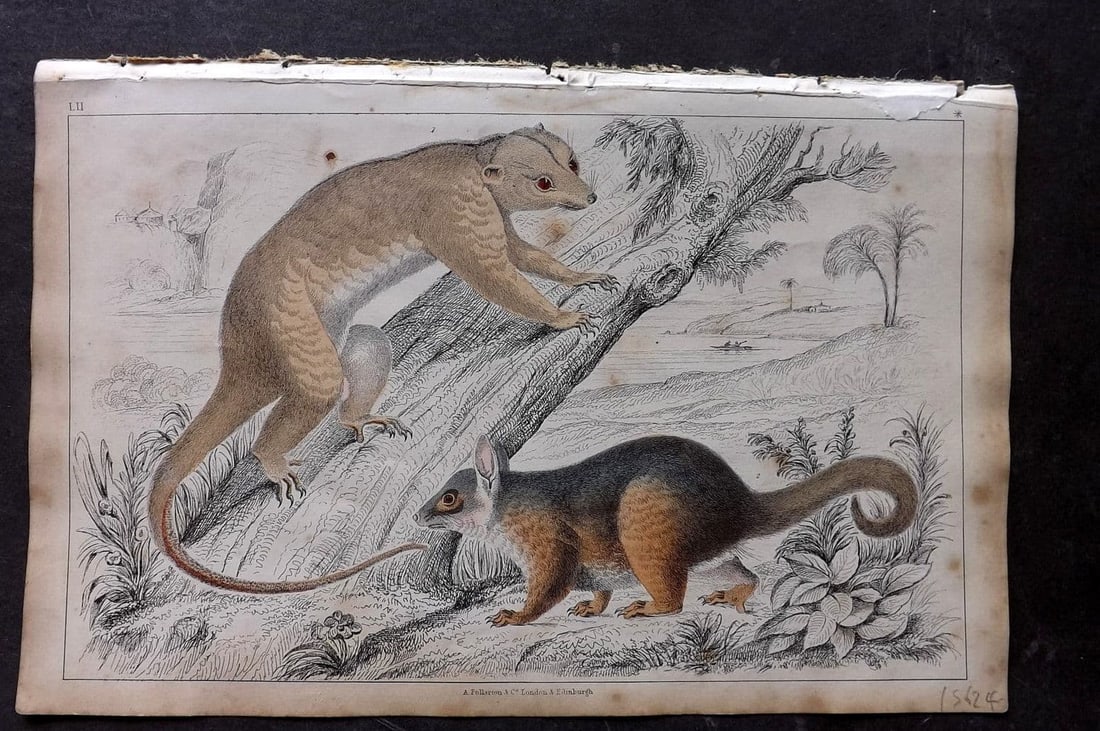 Goldsmith 1851 Hand Col Print. Rapouna Couscoos. Cook's Couscoos 52: Antique Etching/Engraving Published 1851 by A. Fullarton & Co. , London for "A History of the Earth and Animated Nature" by Oliver Goldsmith. Fine hand colour as issued. Paper Size: 10 x 6 inch (25 x 