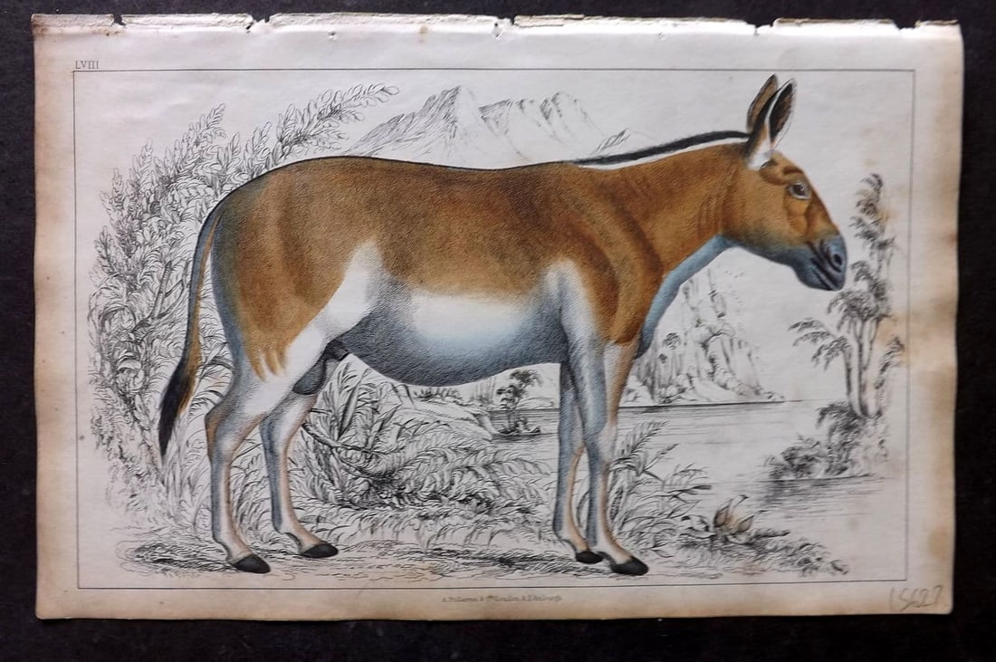 Goldsmith 1851 Hand Col Print. Dziggtai 58: Antique Etching/Engraving Published 1851 by A. Fullarton & Co. , London for "A History of the Earth and Animated Nature" by Oliver Goldsmith. Fine hand colour as issued. Paper Size: 10 x 6 inch (25 x 